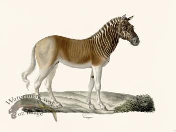 Cuvier 073 Quagga